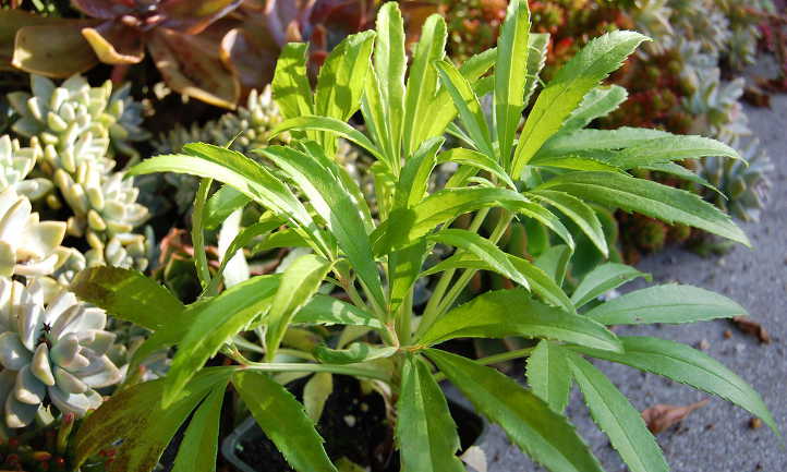 Helleborus foetidus