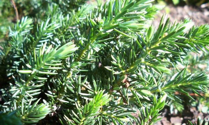 Juniperus conferta