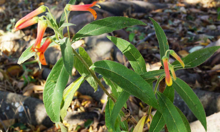 Lobelia laxiflora