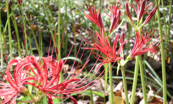 Lycoris radiata