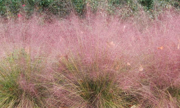 Muhlenbergia capillaris