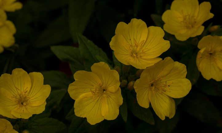 Oenothera fruticosa