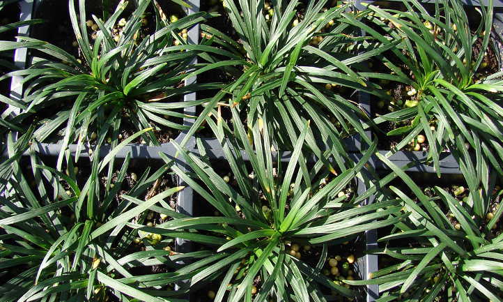 Ophiopogon japonicus