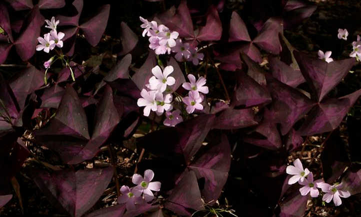 Oxalis triangularis