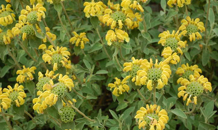Phlomis fruticosa
