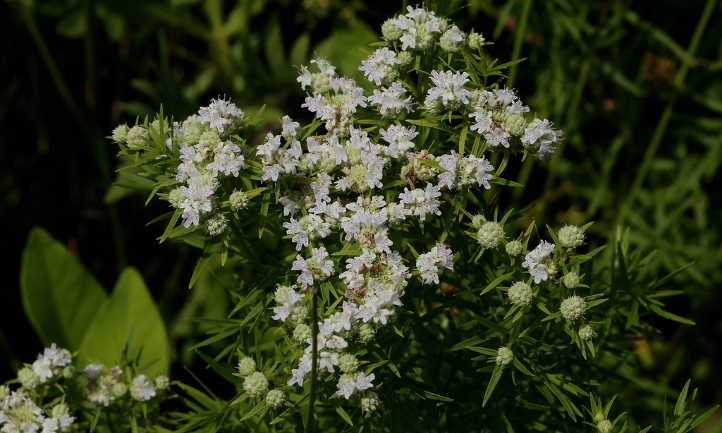 Pycnanthemum tenuifolium