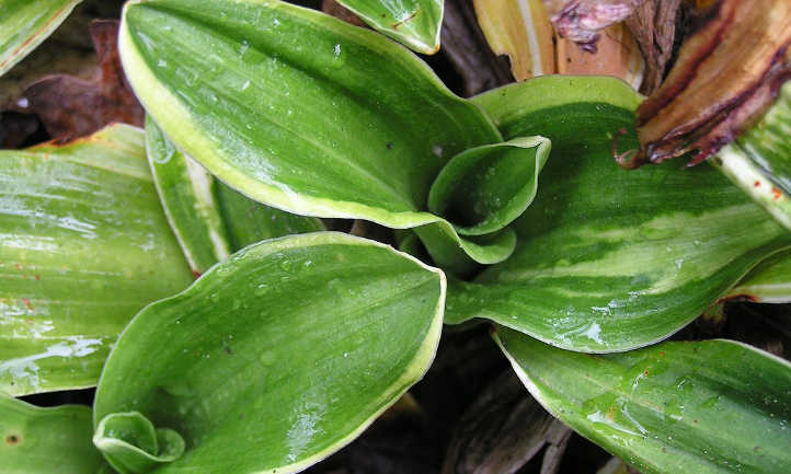Rohdea japonica