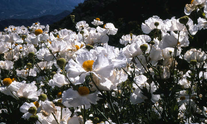 Romneya coulteri