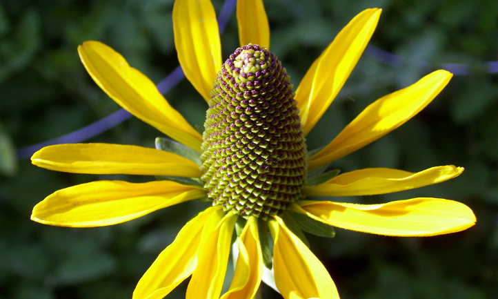 Rudbeckia maxima