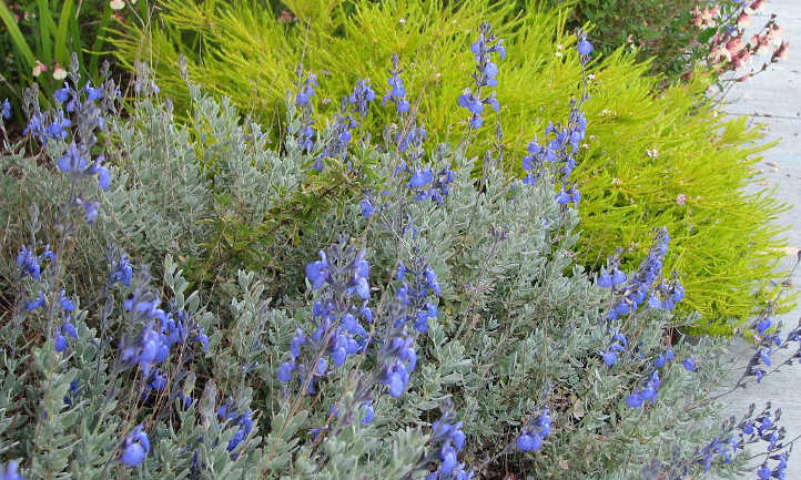 Salvia chamaedryoides