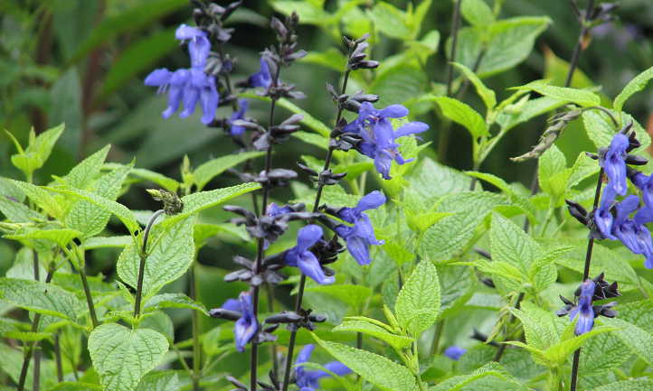 Salvia guaranitica