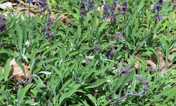 Salvia sonomensis
