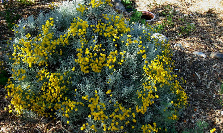 Santolina chamaecyparissus