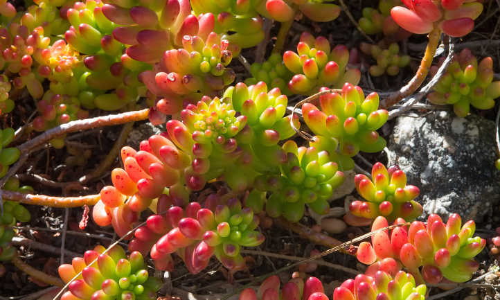 Sedum rubrotinctum