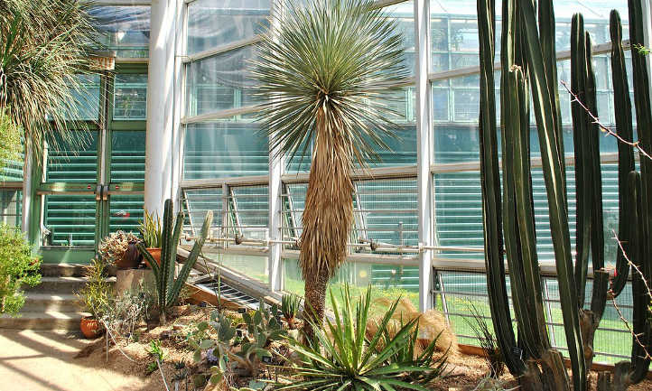 Yucca rostrata