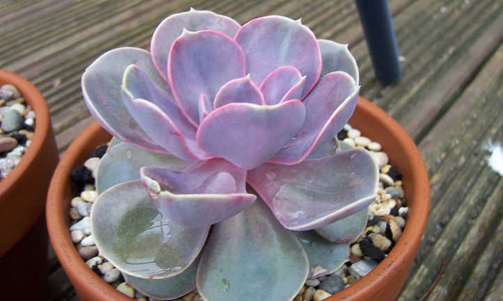 Echeveria 'Perle Von Nurnberg'