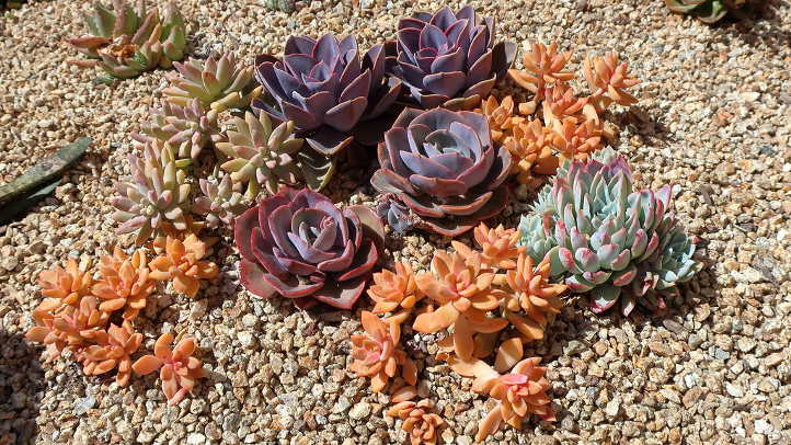 PVN and other succulents
