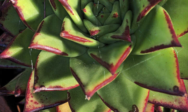 Close up of leaf tips