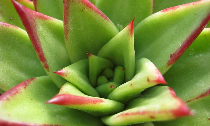 Echeveria agavoides