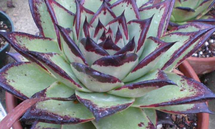 Echeveria agavoides 'Ebony'