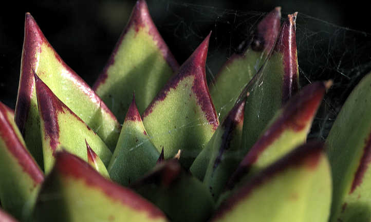 Side view of leaf tips