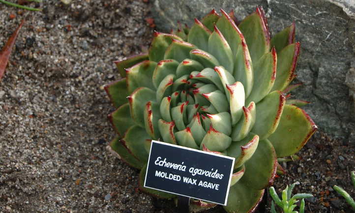 Wax agave