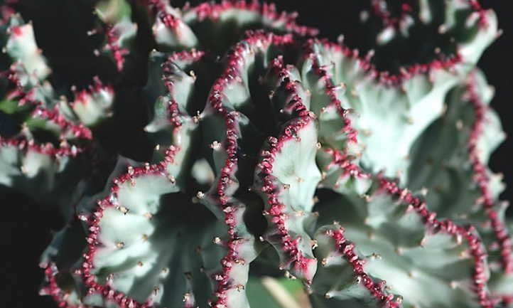 Euphorbia lactea Cristata crest