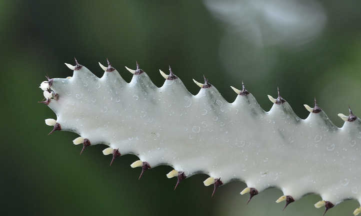 Euphorbia lactea Grey Ghost