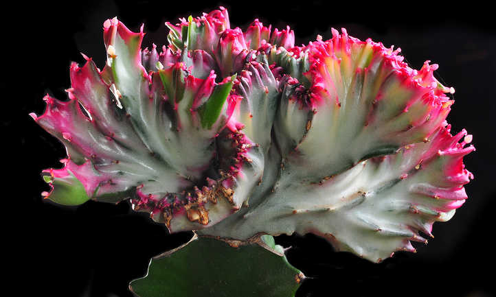 Grafted Euphorbia lactea Cristata crest