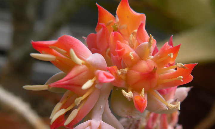 Echeveria x lola flowers