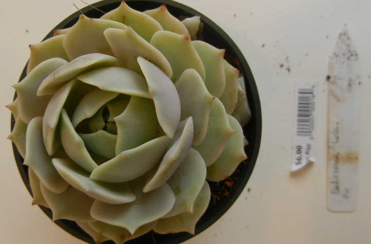 Young echeveria lola