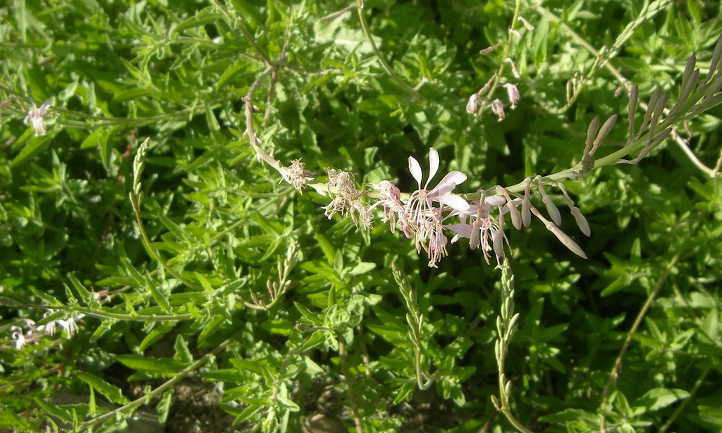 Gaura foliage