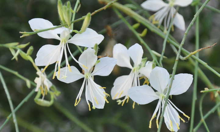 Gaura lindheimeri