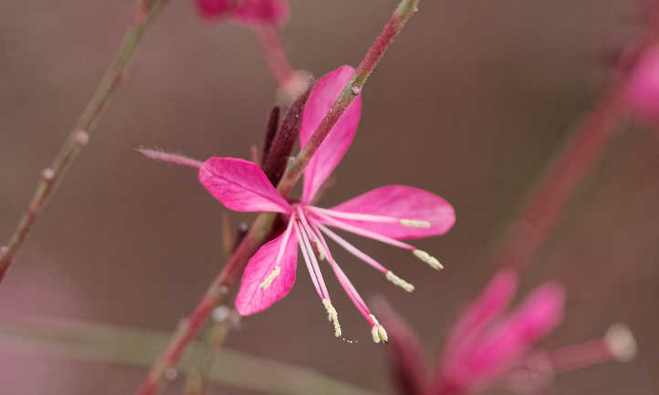 Pink gaura flowers