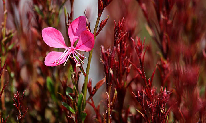 Siskiyou Pink gaura lindheimeri