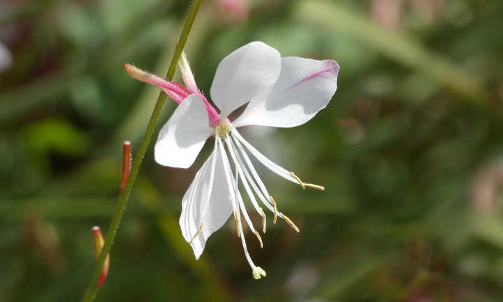 White gaura flowers