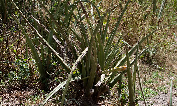 Blue sansevieria