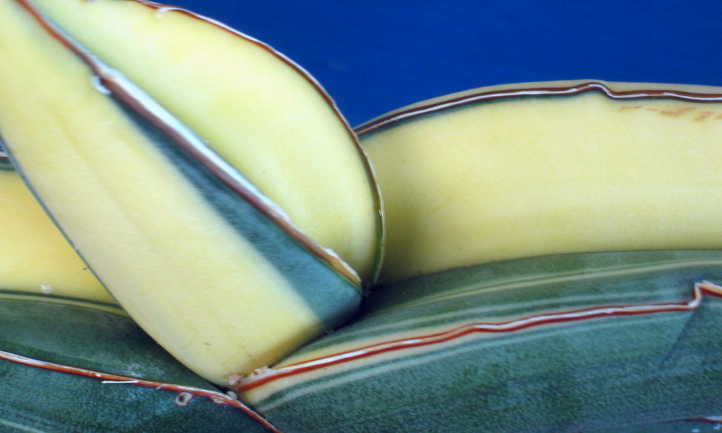Closeup of variegated sansevieria ehrenbergii