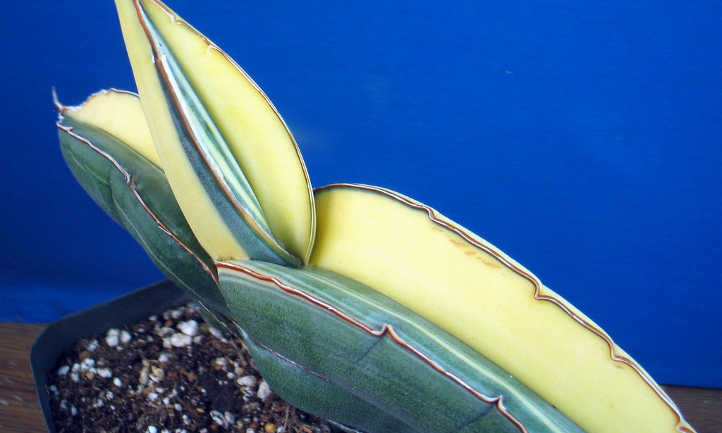 Dwarf samurai sansevieria
