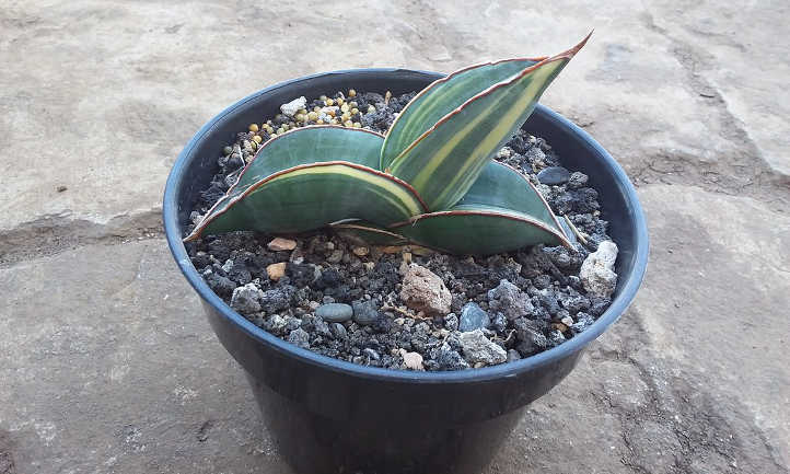 Dwarf sword sansevieria