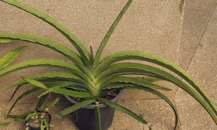 Sansevieria ehrenbergii