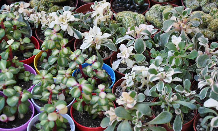 Propagate succulent tips for more plants