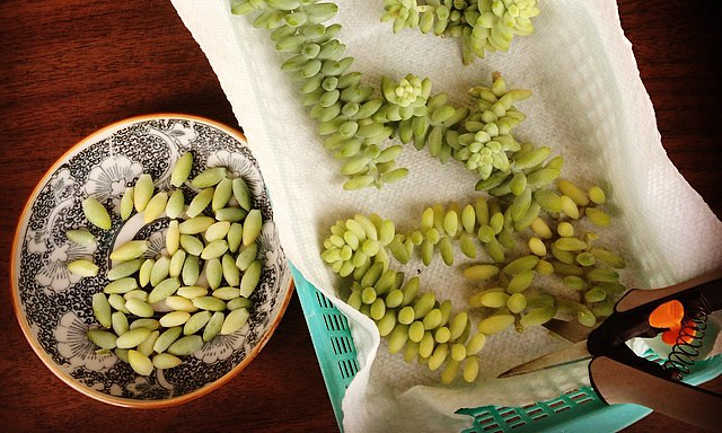 Pruning Succulents