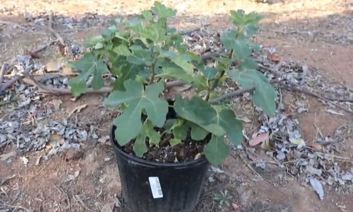 Chicago hardy fig tree