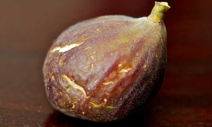 Harvested fig