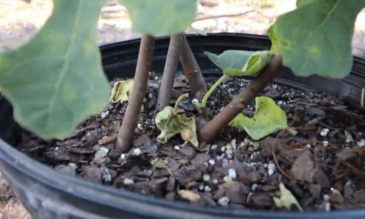 Multi-trunked fig