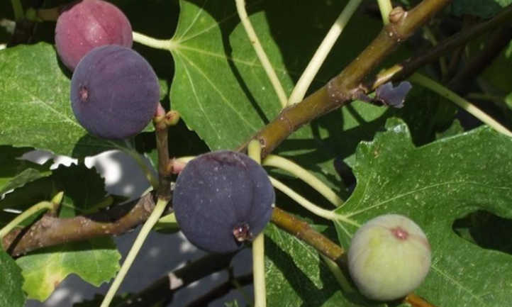 Ripe Chicago hardy figs