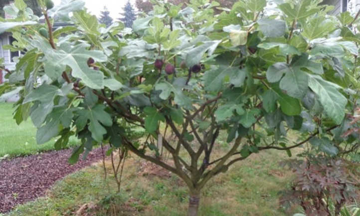 Bensonhurst purple fig