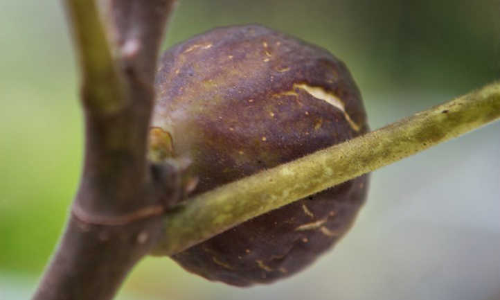 Ripe fig on tree
