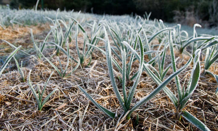 Frosty garlic in spring